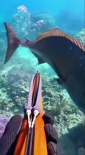Epic Underwater Spearfishing Hunt | Clear Water Big Fish Shot