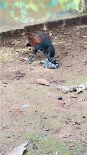 ビンビップが必殺の一撃！ヘビは反撃できるのか？