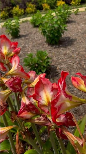 Botanical Gardens Grapevine Texas #ethereal #grapevinetexas #travel