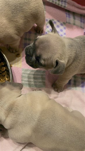 Hand feeding is an excellent way to socialize and build trust. I start my pups on solids by individually teaching them how to eat from a small bowl. I do this at every stage of the weaning process. When we move to the community bowl, I keep encouraging them by letting them eat out of my hand. 😋 #puppiesofFacebook #puppyreels #cutepups #puppylife #frenchieoverload #yummyyummy #nomnomnom #asmrsatisfying #asmrsounds #hungrypuppy #dog #frenchiesfrappe #frenchiepuppy #frenchbulldog #frenchielovers #