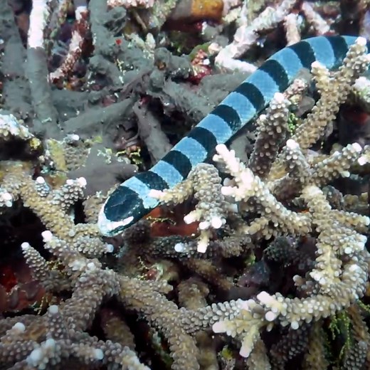 60K views · 97 reactions | The banded sea krait is one of the most venomous sea snakes on the planet! | In The Know | Facebook