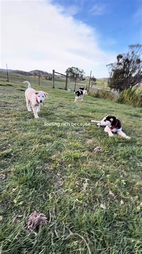 43 reactions · 8 comments | THE ICE AGE PACK Let me introduce our newest pack members… Sid  Manny  Ellie ❤️ Diego  Soto 勺 | Howling Husky Sled Dog Tours | Facebook