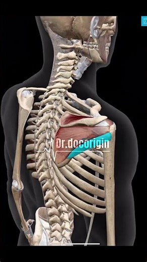 ¿Qué es el Manguito Rotador? 🦴 Anatomía y Funciones del Hombro