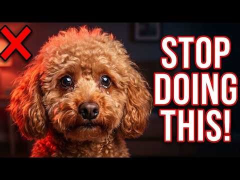 Before You Buy a Poodle… Watch This