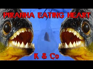 Раствор пиранья "поедает" куриное сердце | Piranha solution "eating" chicken heart