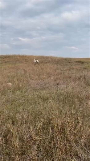 4.1K views · 18 reactions | A puppy holding and retrieving a bird is...