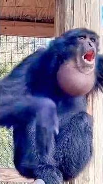 #amazing #sound #nature #animals #There #are #many #types #of #animal #cries