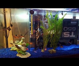 Oil Cooled Pc Case With Live Fish!