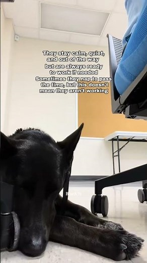 What do Service Dogs actually do at school? #servicedog #school #assistancedog #workingdog #dog