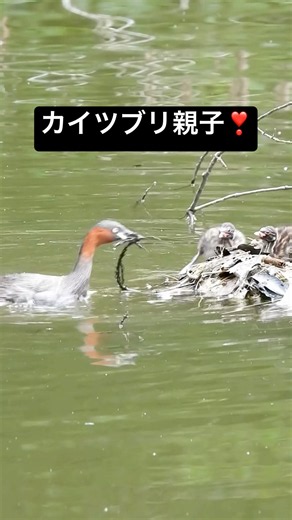 カイツブリ無事孵化🐣して雛が巣にはたくさん！親鳥は⁉️ #野鳥 #野鳥撮影 #野鳥動画 #野鳥観察 #カイツブリ