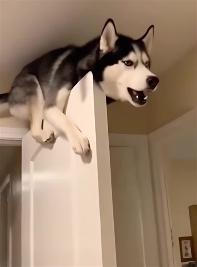 The Hilarious Awoos of Huskies Explained