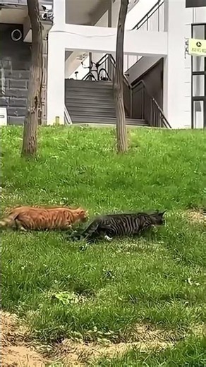 Cats Tried to Blend In… But Failed Miserably 😂💀