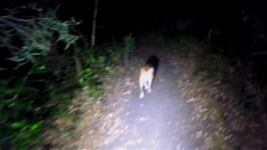 We are off for another Havta Love Nature walkabout! 🌿 Join Diesel and I as we head to the Beach 🌊 and back. It was a Double Joy walkabout today! We were blessed at the finish of our journey to see a Jill Brush-Tail Possum 🐾. We also saw plenty of other wonders along the way 🕷🦀🐟. We hope the video brings some calm and peace to your day. "O LORD, how manifold are thy works! in wisdom hast thou made them all: the earth is full of thy riches." — Psalm 104:24 (KJV) "So Enjoy" Take Care, Stay Sa