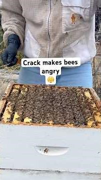 Quick Hive Inspection In November