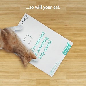 1K reactions · 64 shares | Join as a member, help cats in need and enjoy great goodies like a special magazine – plus a 24-hour Vetfone™ advice line. | Cats Protection | Facebook