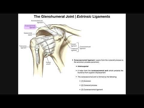 Anatomy and Functions of the Glenohumeral Joint [Part 2]