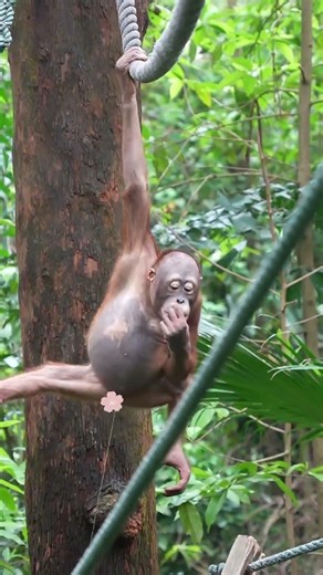 Sven the Orangutan's Signature Move