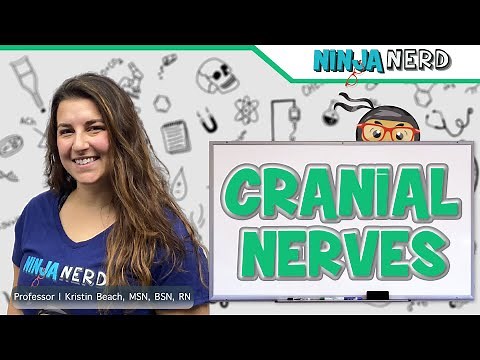 Cranial Nerves Overview