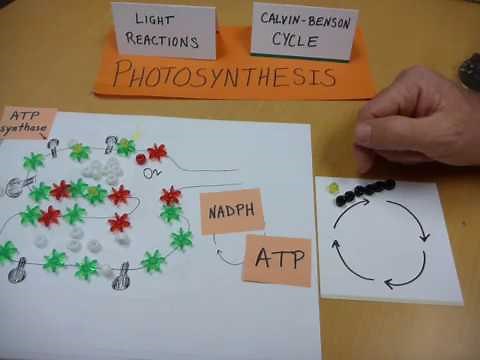 Photosynthesis - Calvin-Benson cycle