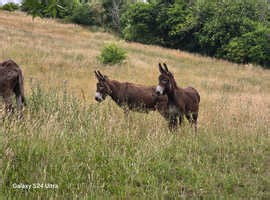 10 donkeys for family homes sold in pairs or individually
