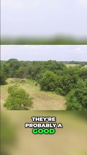 Removing Nasty Stickers: Landowner's Brush-Cutting Adventure! #shorts