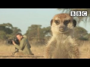 Introducing the cheeky Kalahari meerkats | Planet Earth Live - BBC