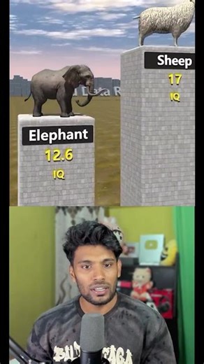 Mind-Blowing Animal Intelligence Ranking!