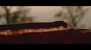 5.6K views · 352 reactions | “The local people know of nobody in the...