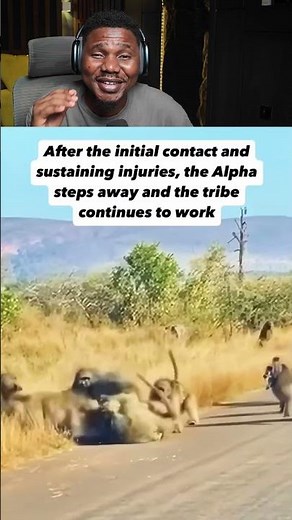 REAL-LIFE PLANET OF THE APES? | Chimpanzee Alpha Protects Pack. Bro is whoever he says he is