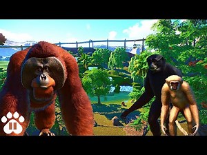 Orangutans, Siamangs & Gibbons Share a Habitat | Eco-Zoo | Planet Zoo Franchise Mode Ep33