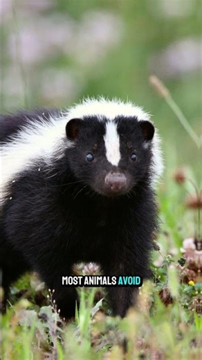 Skunks Do Handstands Before Spraying This Crazy Defense Move #animalfacts #shorts