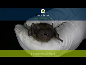 Noctule (Nyctalus noctula) identification training video