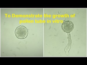 Pollen tube growth experiment