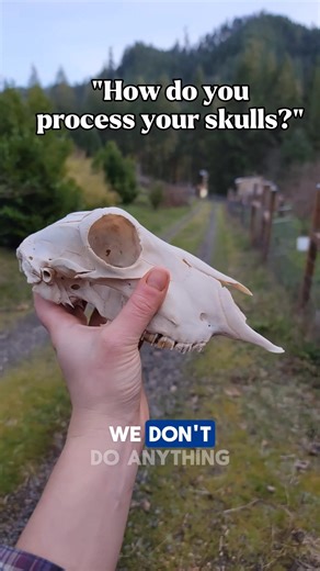 Preserving Skulls: A Unique Homesteading Process