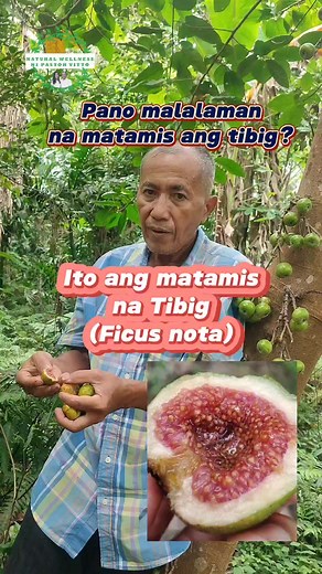Matamis na variety ng tibig, Ficus nota Ito naman ang matabang na variety: https://www.facebook.com/reel/1994782334219148?mibextid=ITAQqa&s=yWDuG2&fs=e Para sa ibang video ng pagkain at other info sa tibig TIBIG Tibig para sa uhaw: https://fb.watch/kcHgs3qdsv/?mibextid=NnVzG8 Dahon ng tibig pang tapal: https://fb.watch/kcHhumneHx/?mibextid=NnVzG8 Tibig para sa kidney: https://fb.watch/kcGR_vLejw/?mibextid=Nif5oz Bunga ng tibig gawing ulam: https://fb.watch/kcGSUjLgZf/?mibextid=Nif5oz #naturalwel
