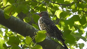 8.4K views · 935 reactions | Northern flicker in delta BC Canada beside the Fraser river - keeping cool in the shade of the trees… love these beautiful birds!  | Pacificnorthwestkate | Facebook