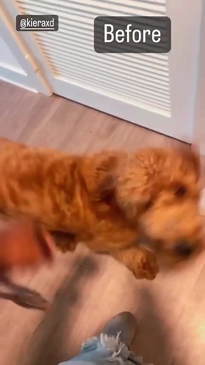 DK the dog behaviorist on TikTok