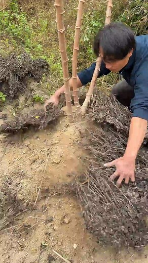10K views · 15 reactions | Natural Cassava Harvesting Process | Knife Tecnique | Facebook