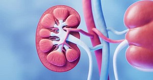 Kidney with biology and health care concept