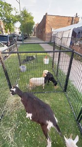 ‼️Book Now for a Memorable Experience!‼️ ✨Bring Joy to Your Event with Our Mini Petting Zoo!✨ From fluffy bunnies to adorable ducklings, our cuddly critters will delight guests of all ages. Perfect for birthday parties, family gatherings, corporate events, and more! Create unforgettable memories with our charming animal friends. 🐰 **What's Included:** - Friendly and adorable animals - Safe and interactive environment - Fun for all ages 📅 **Availability is limited, so don't wait!** 📞 **Contact