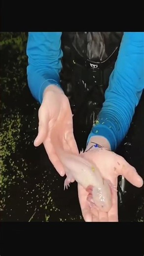 Man Finds a Strange Fish in a Dried Pond – What Happened Next Shocked Everyone! 😱🐟 #shorts #animals