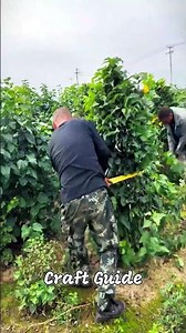 The process of bundling plants for sale