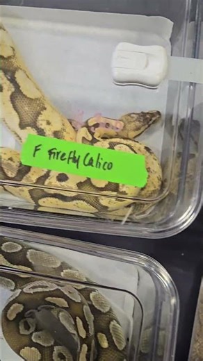 Repticon Display: Beautiful Ball Python Morphs 😁 Exhibición de Repticon: Hermosos Morfos d PitónBola