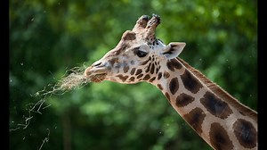Giraffe dies from broken neck