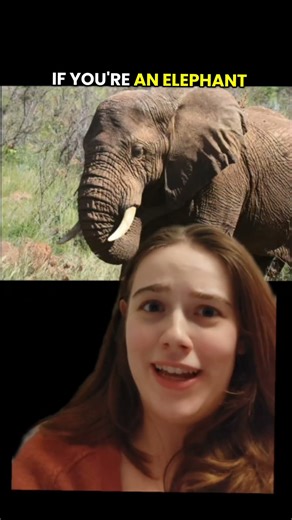 the drunken elephant