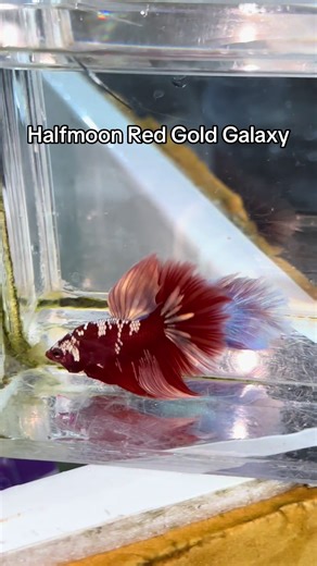 Halfmoon Red Gold Galaxy #redgoldgalaxy #bettaworld #bettafish #betta_lover #cupanghias