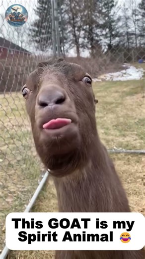 This Goat = My Spirit Animal 😂
