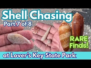 Spring/Summer Shell Chasing PART 7 - SUPER RARE finds at Lovers Key State Park WOW!