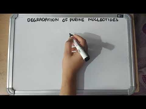 Degradation of purine nucleotides