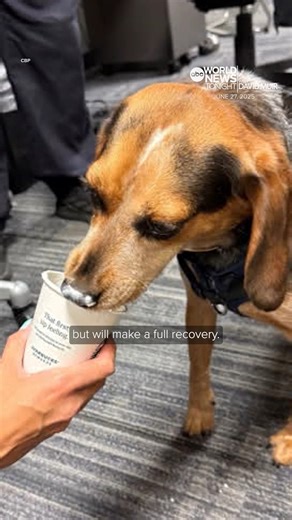 1.3M views · 10K reactions | An Egyptian man who’s accused of kicking a Customs and Border Protection dog at the airport has been deported from the U.S. The dog named Freddy, suffered contusions to his rib area, but is expected to make a full recovery. Whit Johnson reports. https://abcnews.go.com/ | ABC World News Tonight with David Muir | Facebook
